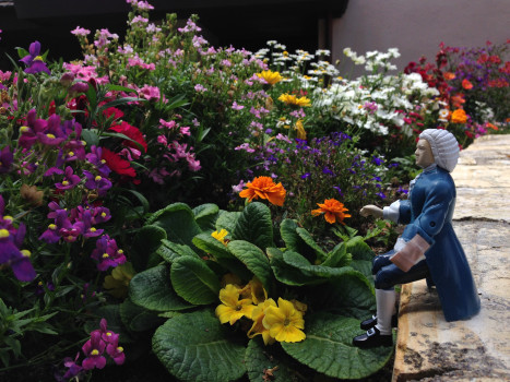 #TinyBach enjoying the flowers 80K jpeg