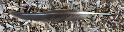 Canada goose feather 28K jpeg